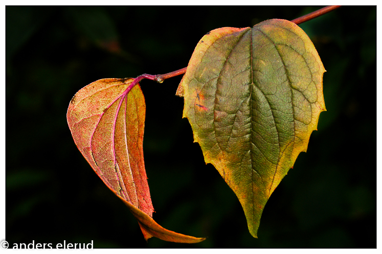 Autumn Colors