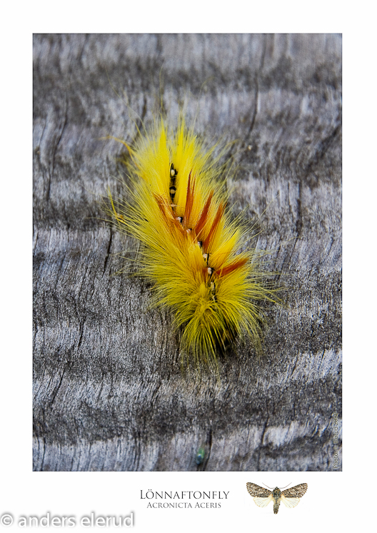 Acronicta Aceris